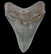 Serrated, Fossil Megalodon Tooth - Great Tip! #75793-2